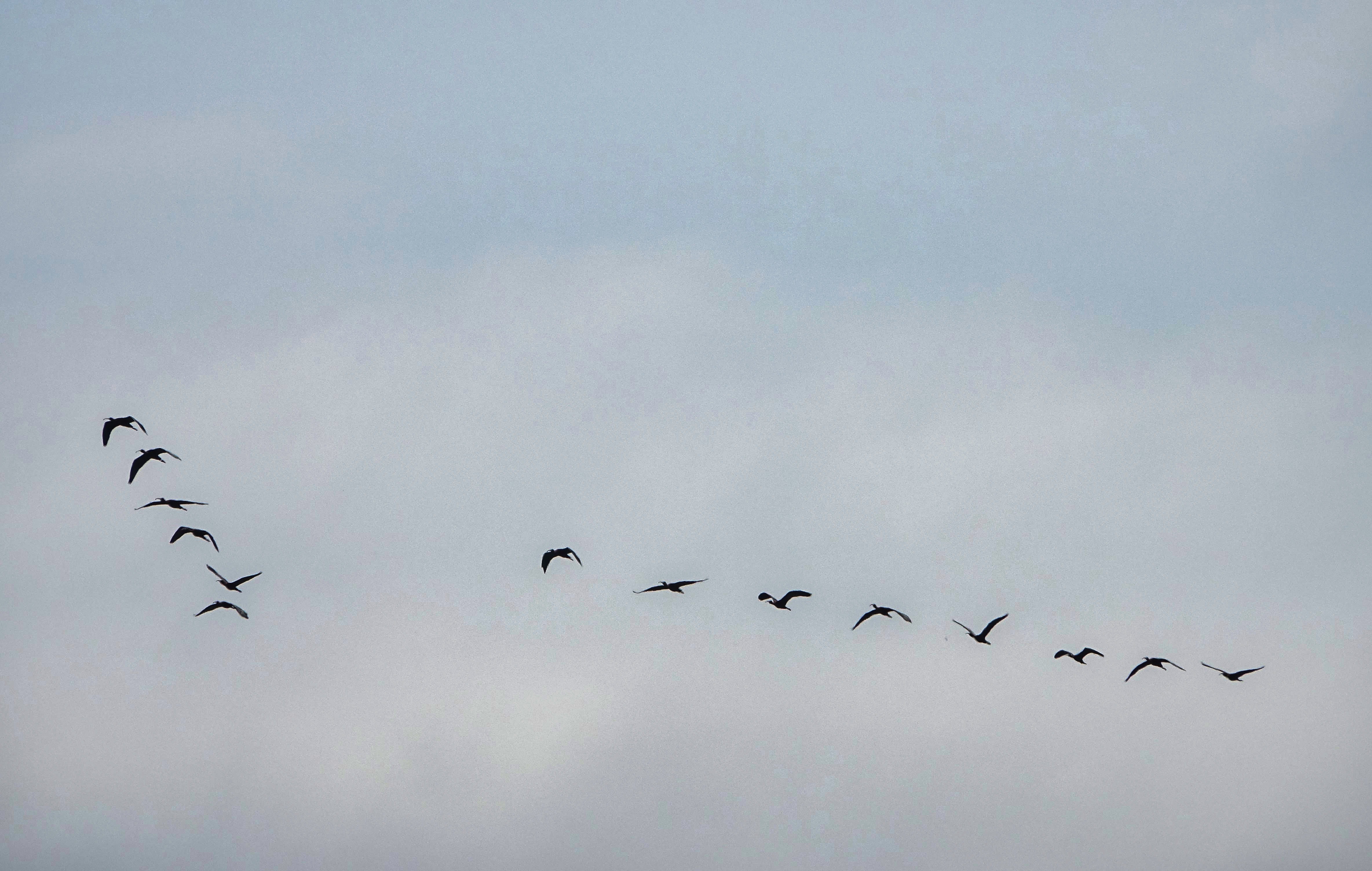 Glossy Ibis - 24-05-2023