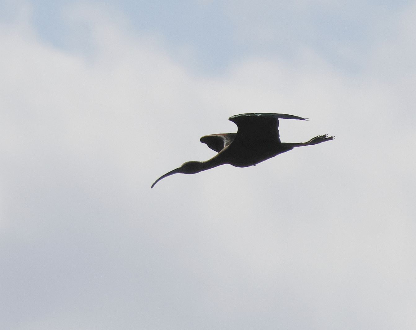 Glossy Ibis - 25-08-2026