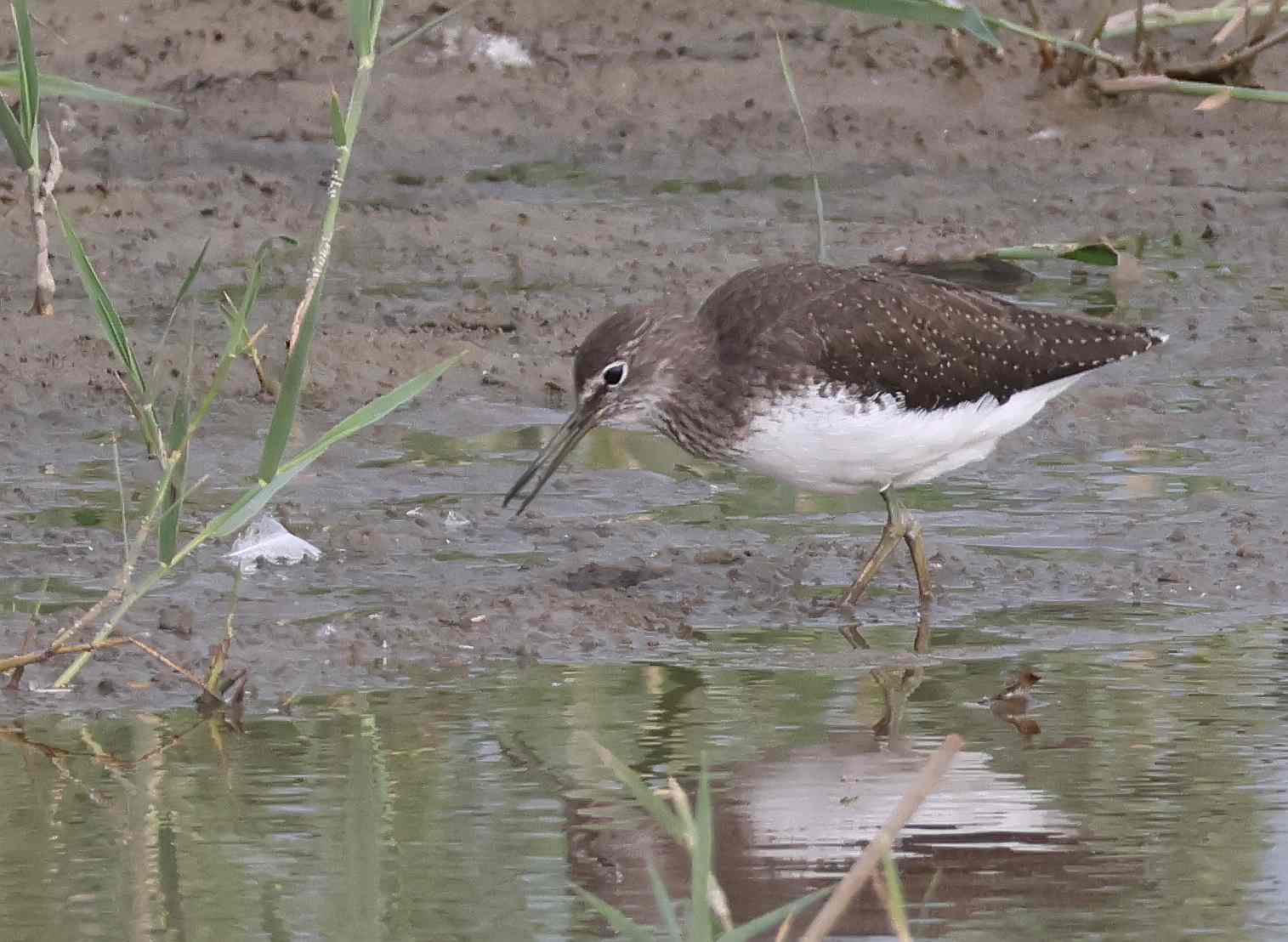 Green Sandpiper - 26-08-2025
