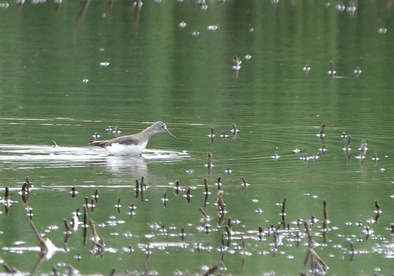 Green Sandpiper - 01-08-2023