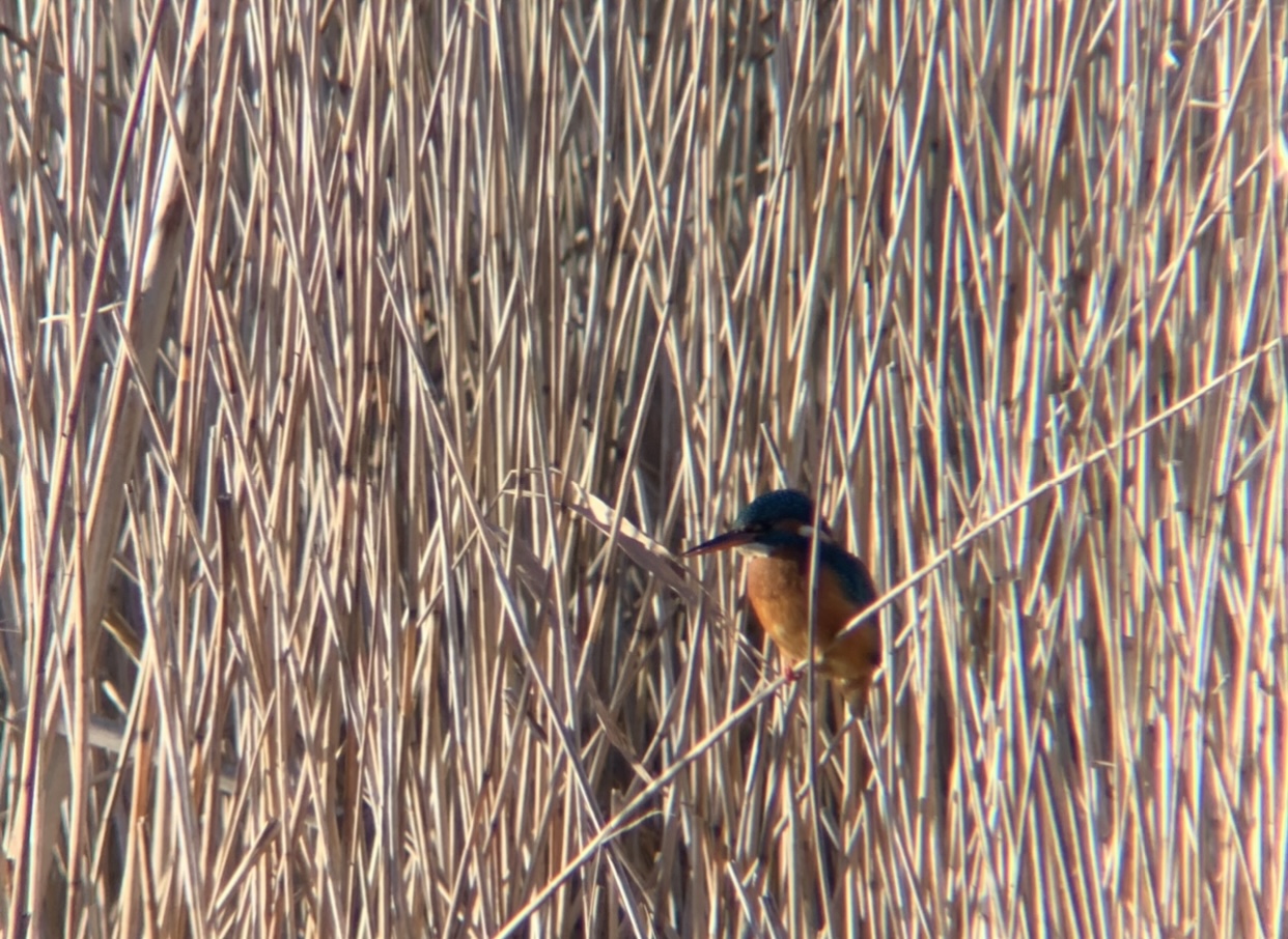 Kingfisher - 12-01-2022