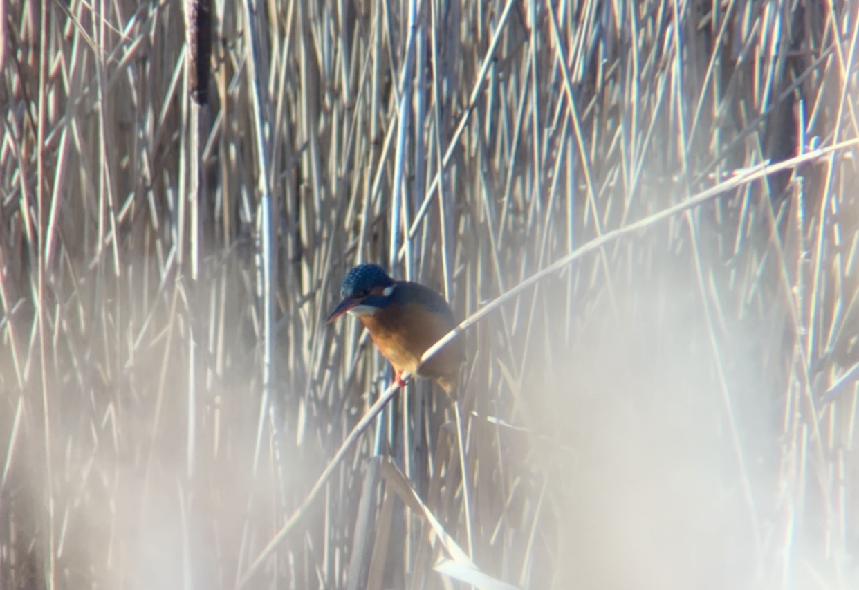 Kingfisher - 12-01-2022