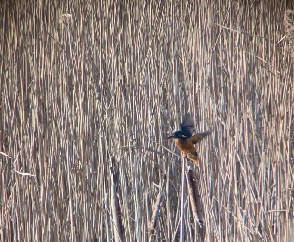 Kingfisher - 12-01-2022