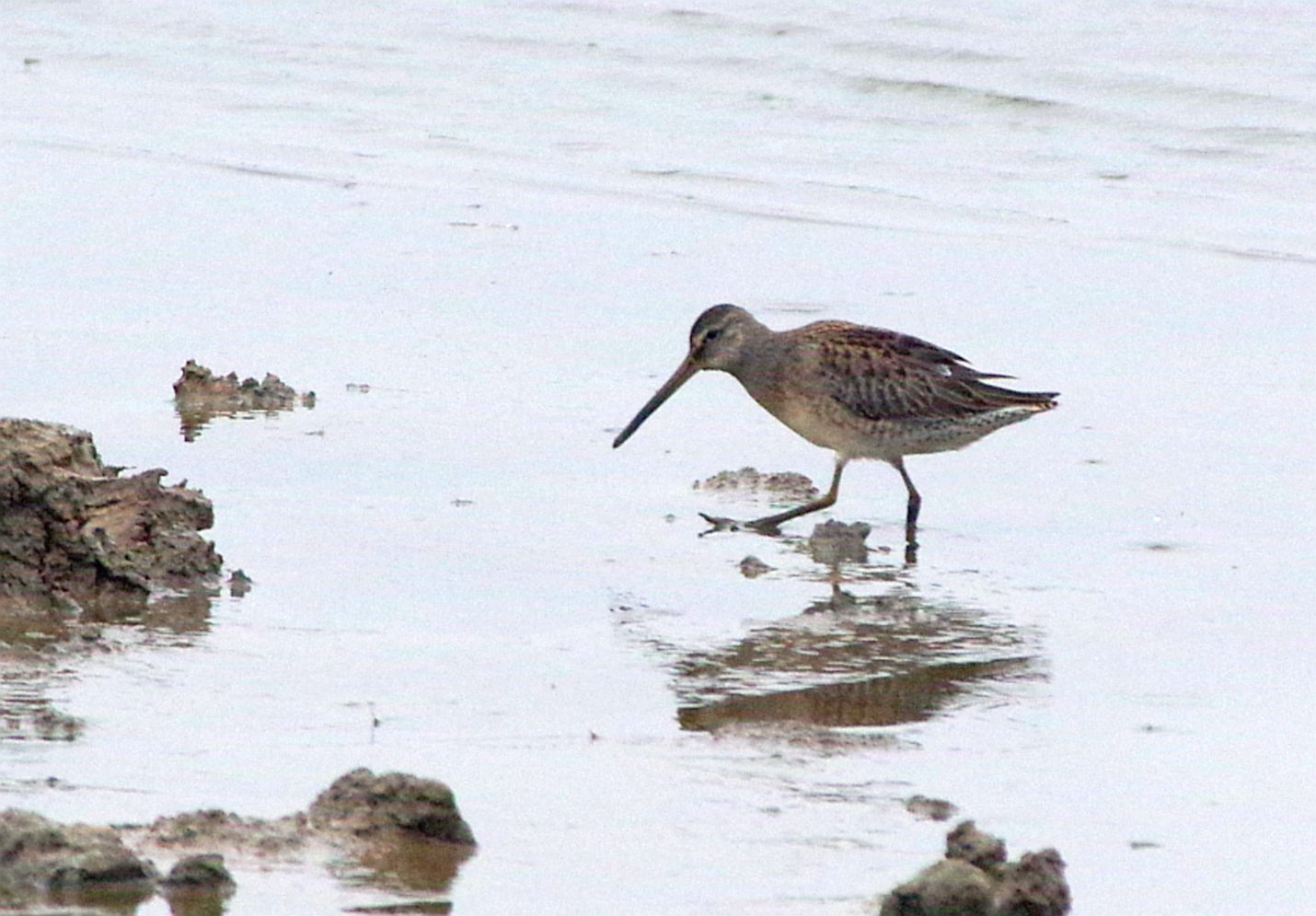 Long-billed Dowitcher - 20-10-2022