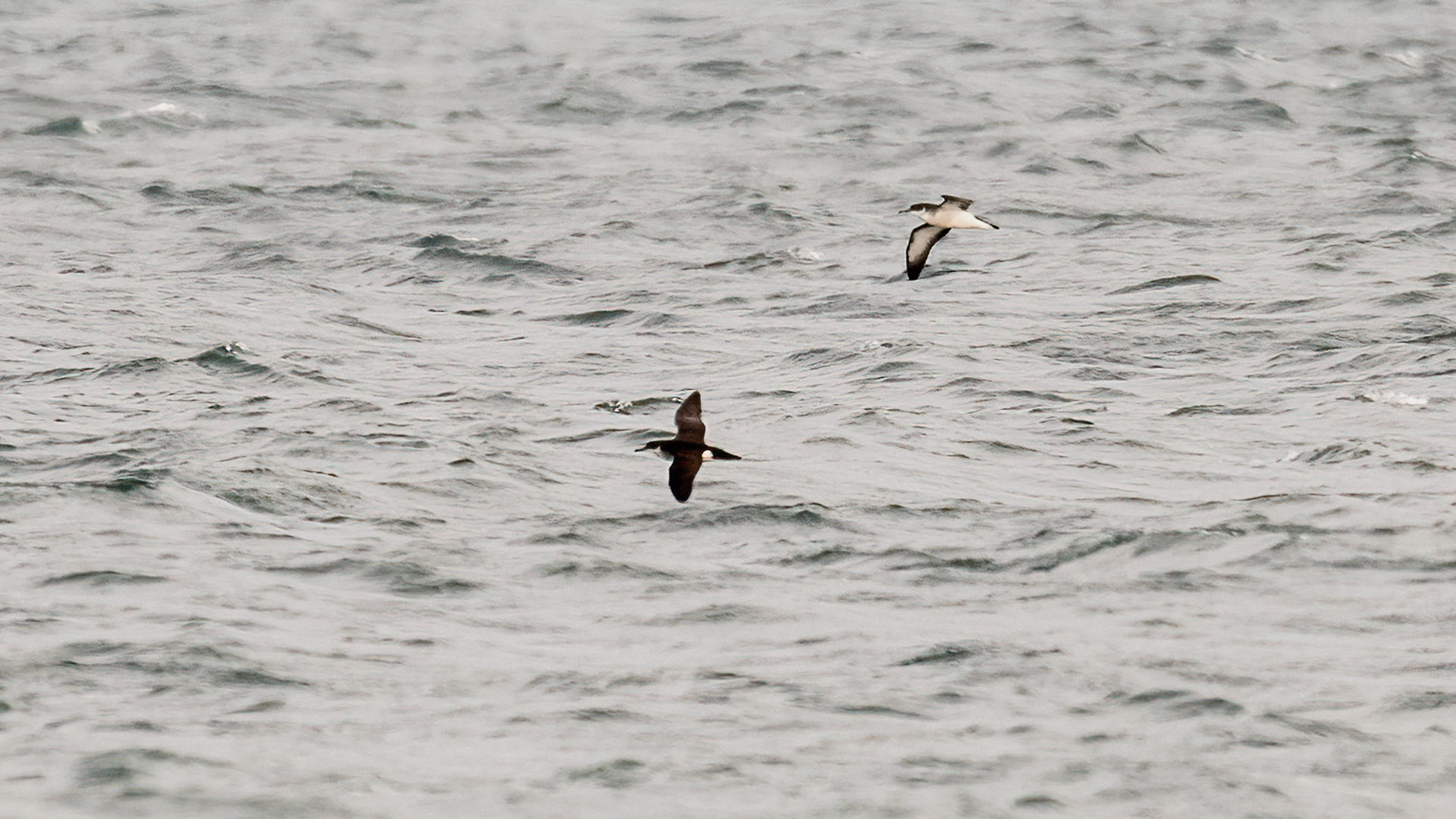 Manx Shearwater - 07-10-2023