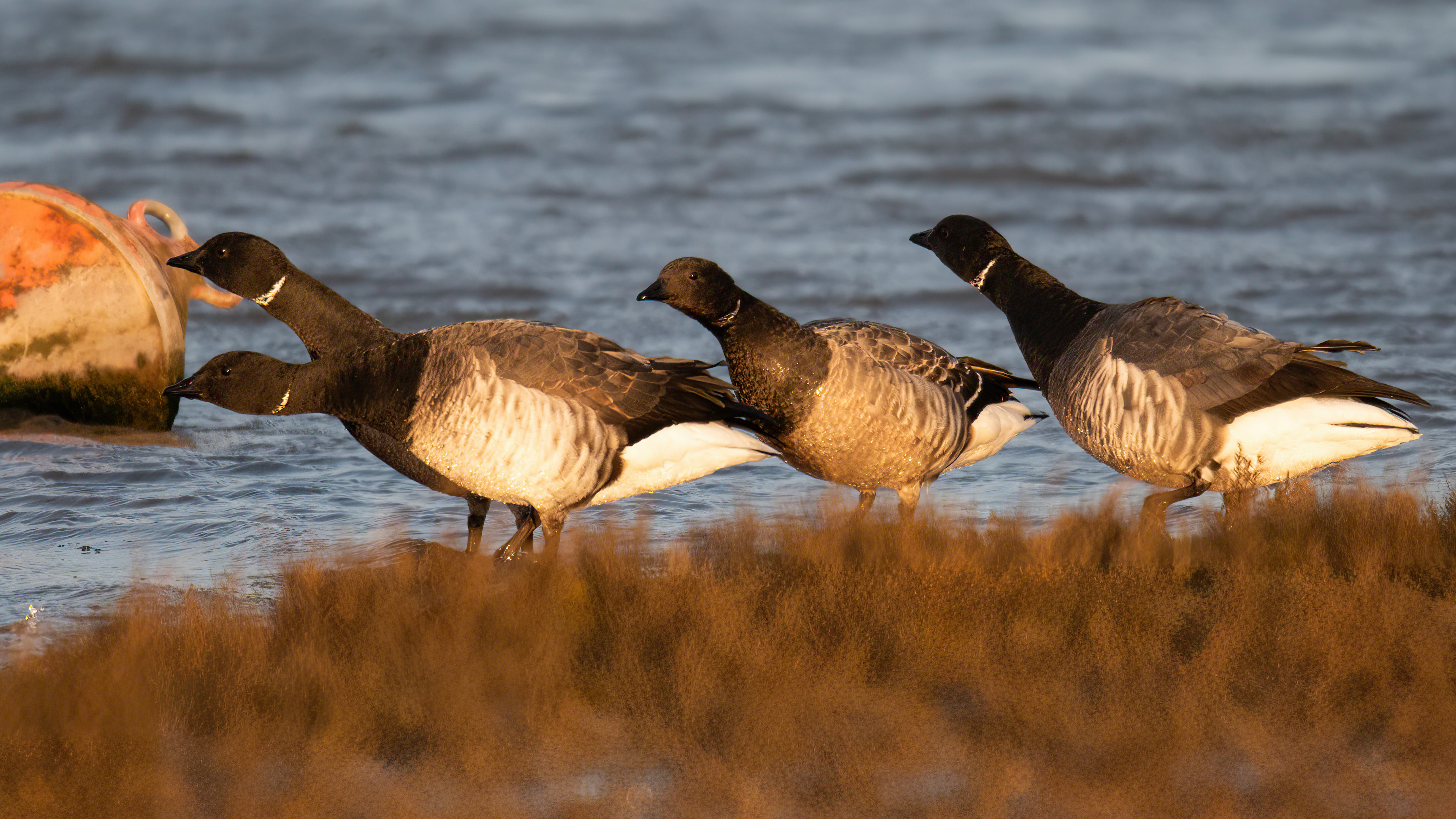 Pale-bellied Brent Goose - 28-01-2024