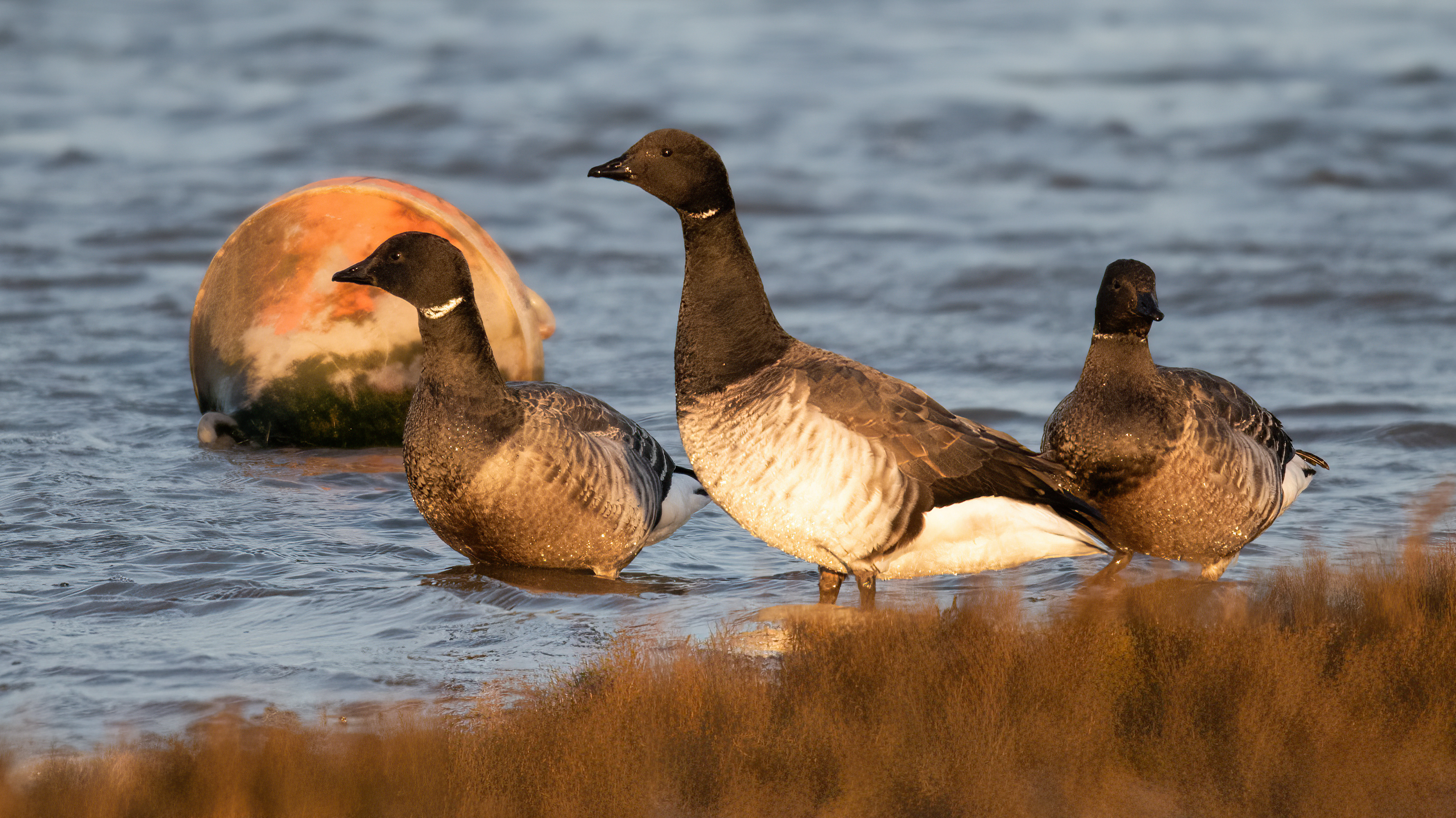 Pale-bellied Brent Goose - 28-01-2024
