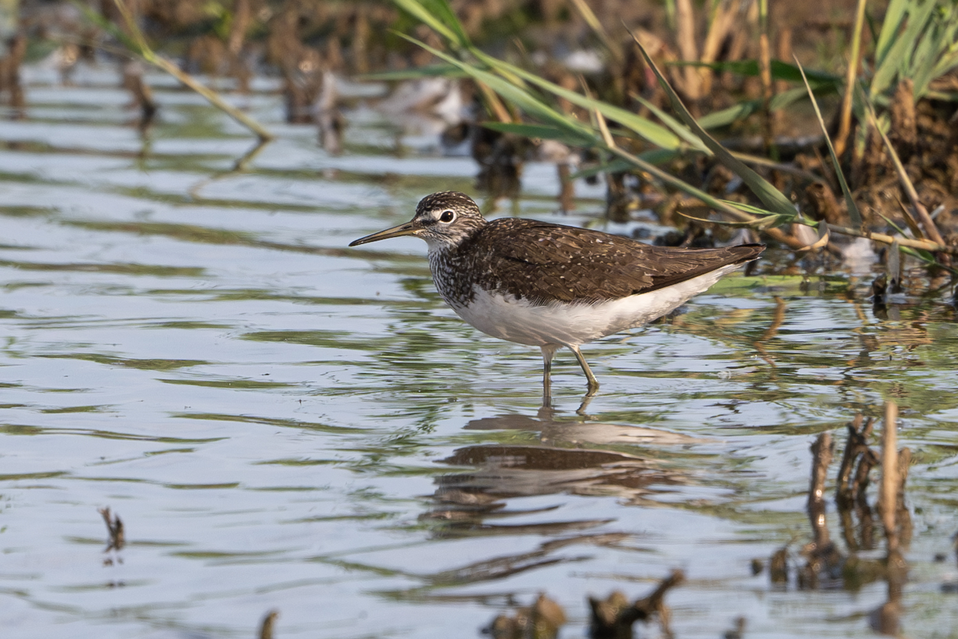 Green Sandpiper - 09-07-2023