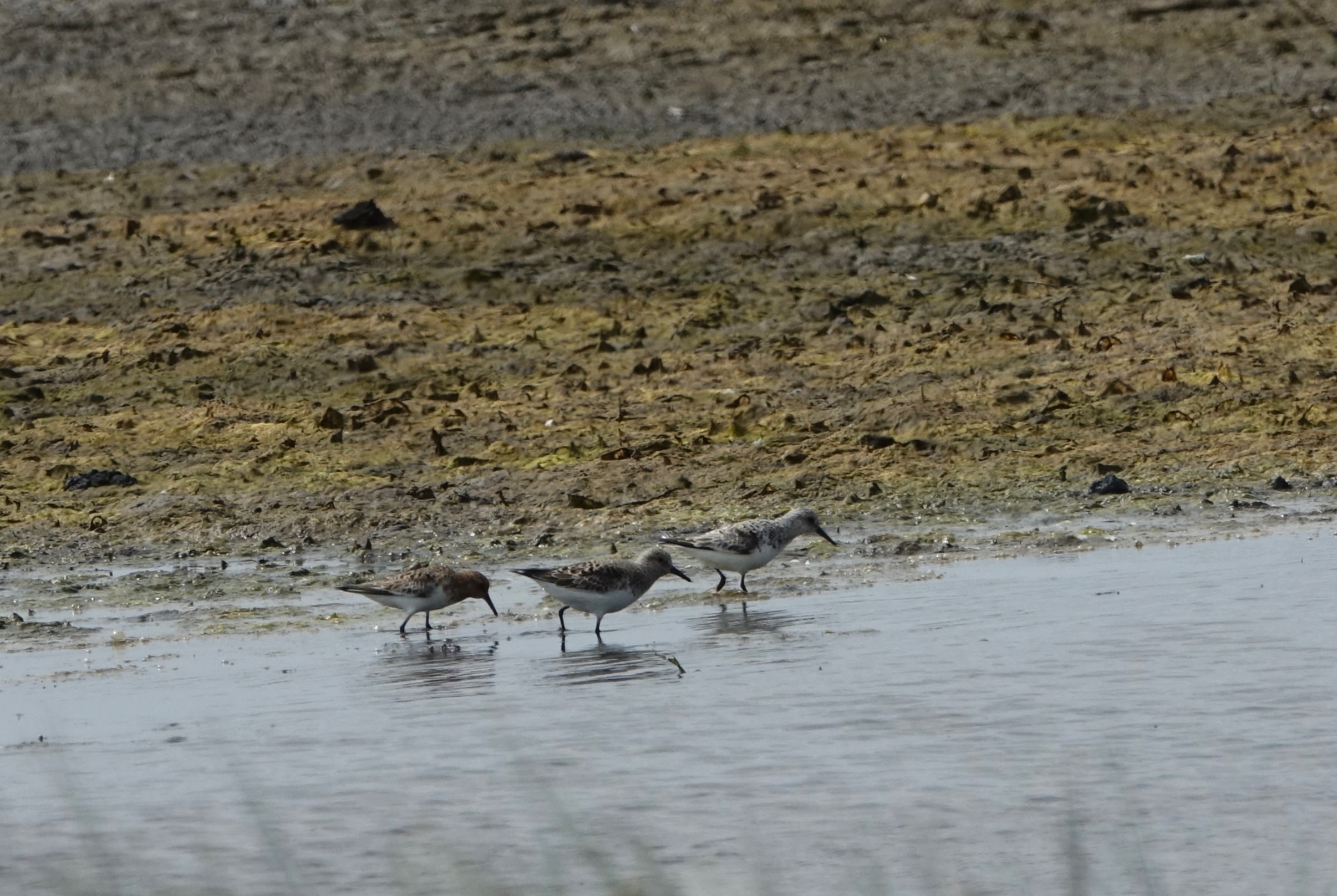 Sanderling - 29-05-2023