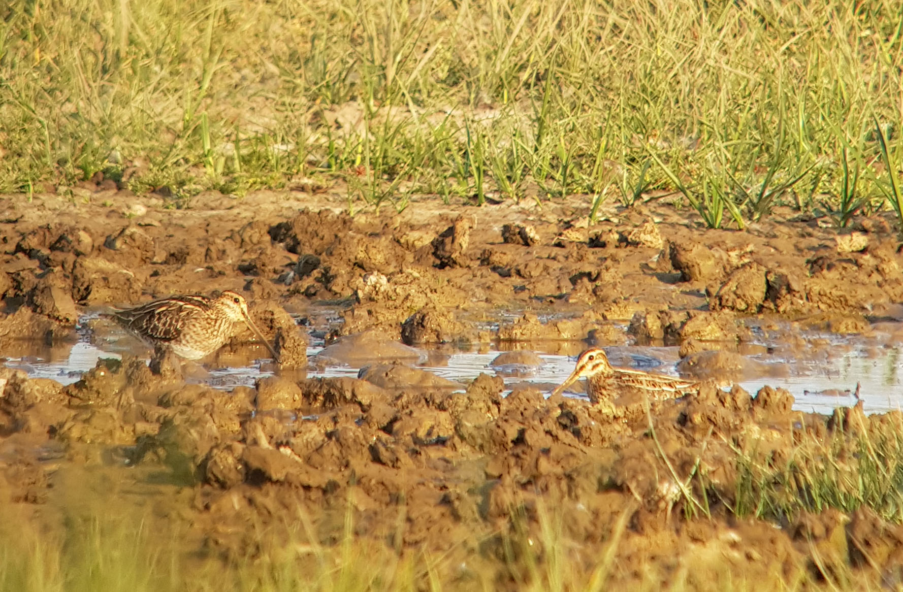 Snipe - 24-07-2026