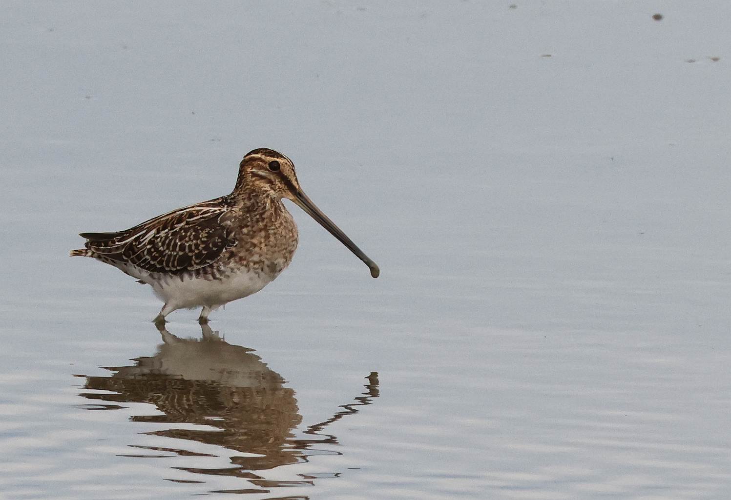 Snipe - 26-08-2025
