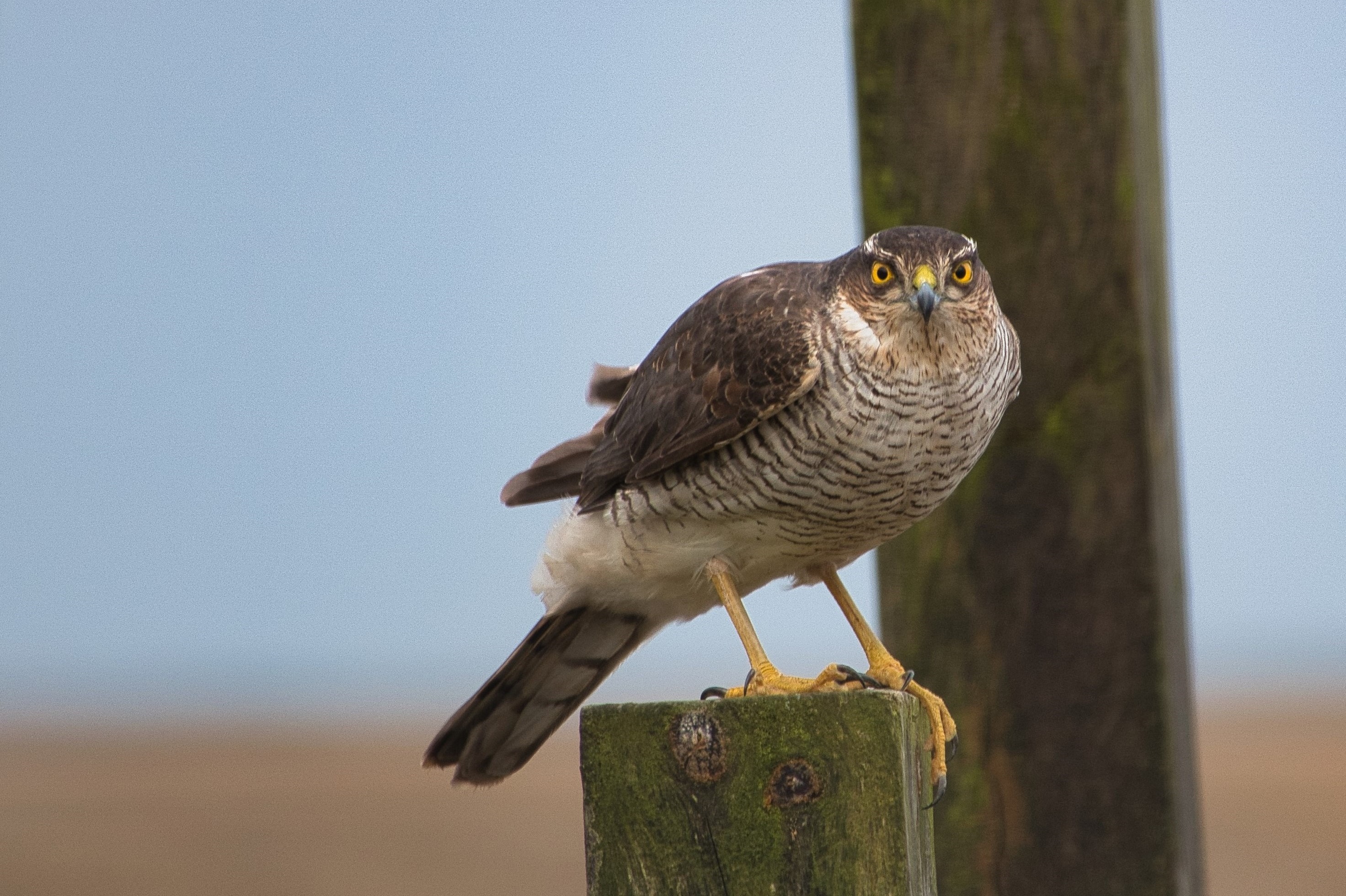 Sparrowhawk - 28-01-2025