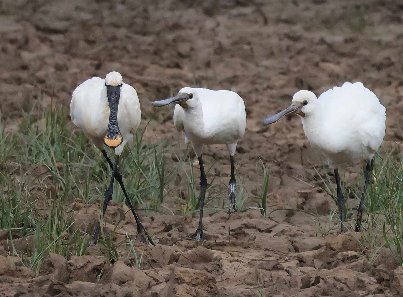 Spoonbill - 08-07-2025