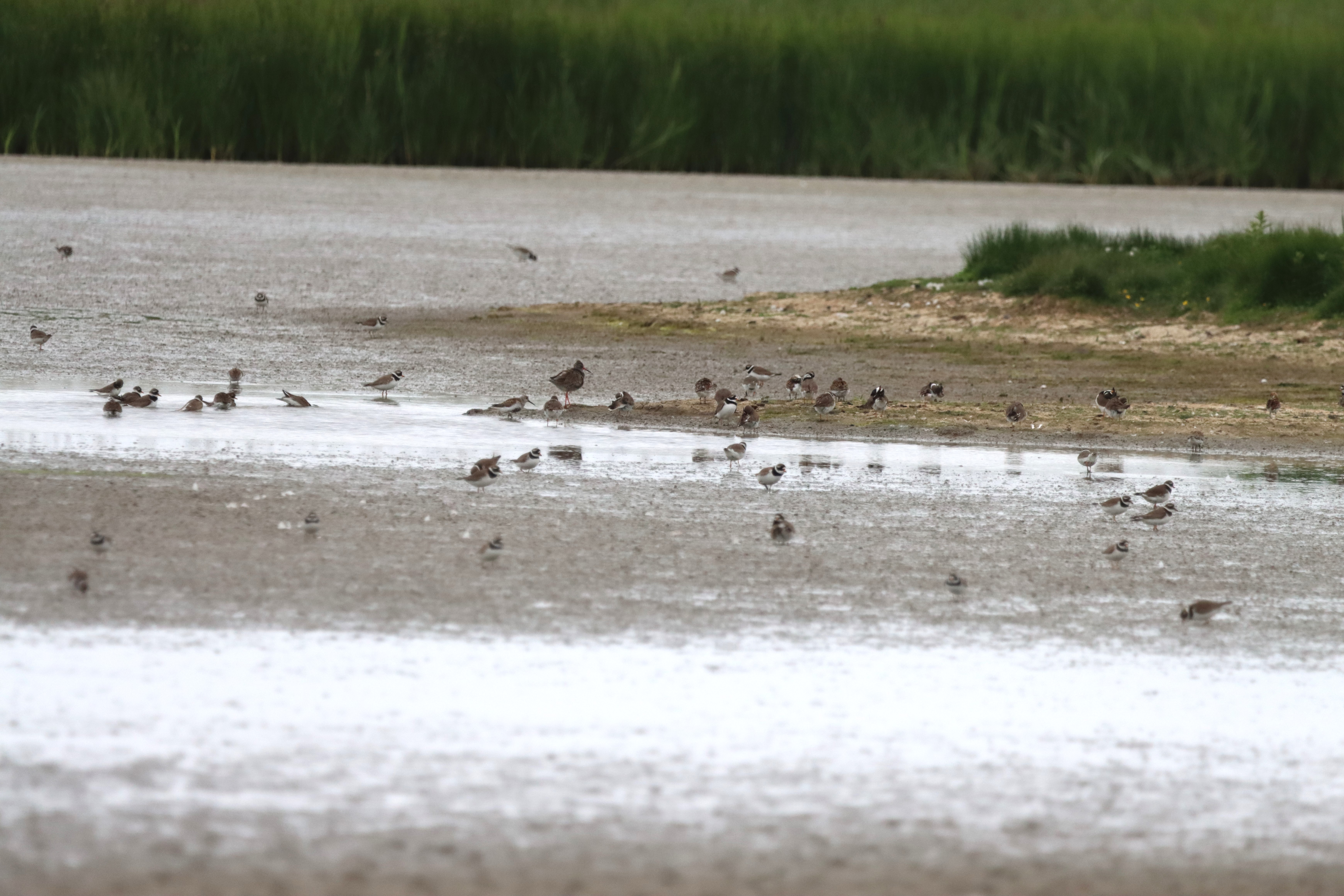 Ringed Plover (Tundra) - 06-06-2023