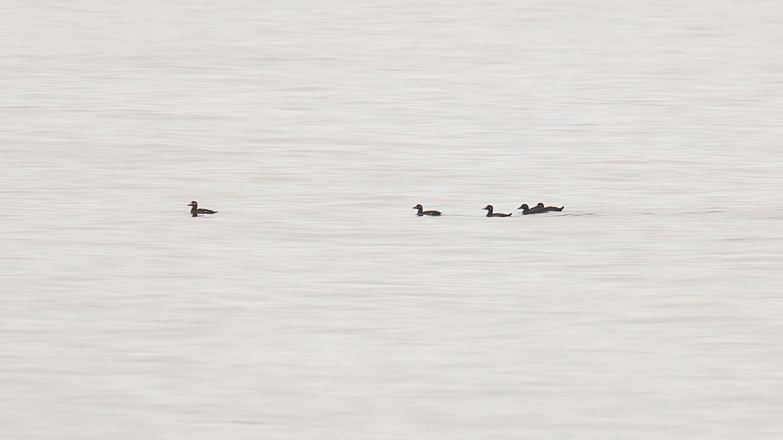 Velvet Scoter - 03-11-2024