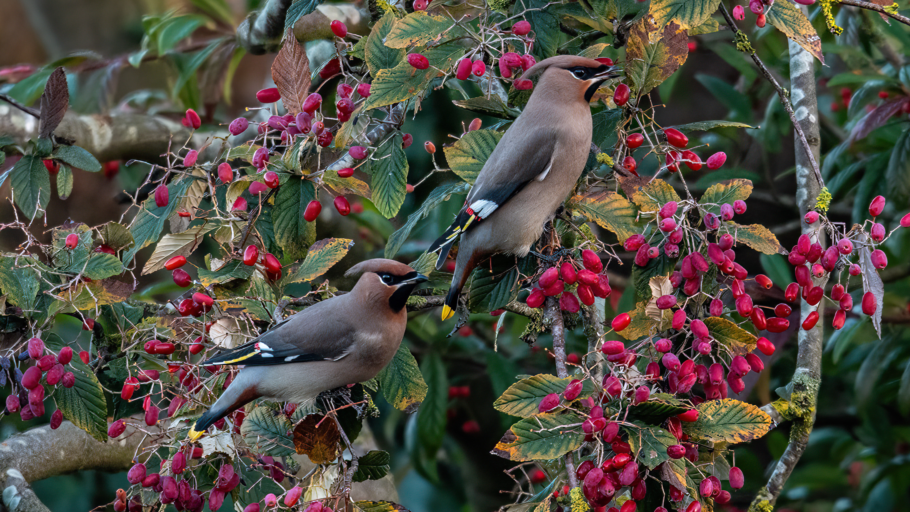 Waxwing - 11-11-2023