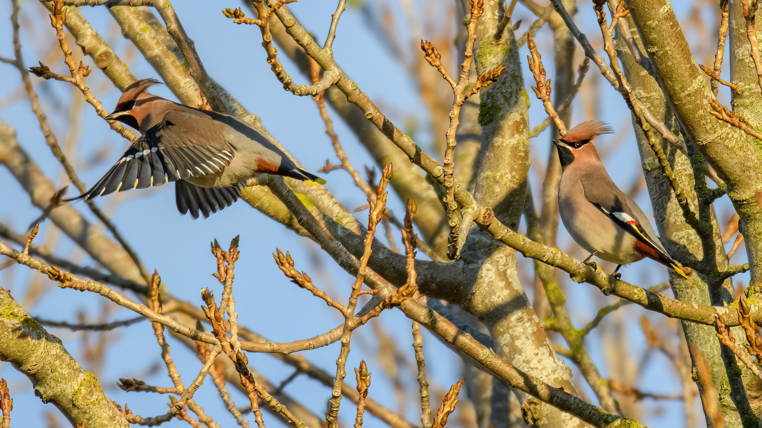 Waxwing - 11-11-2023