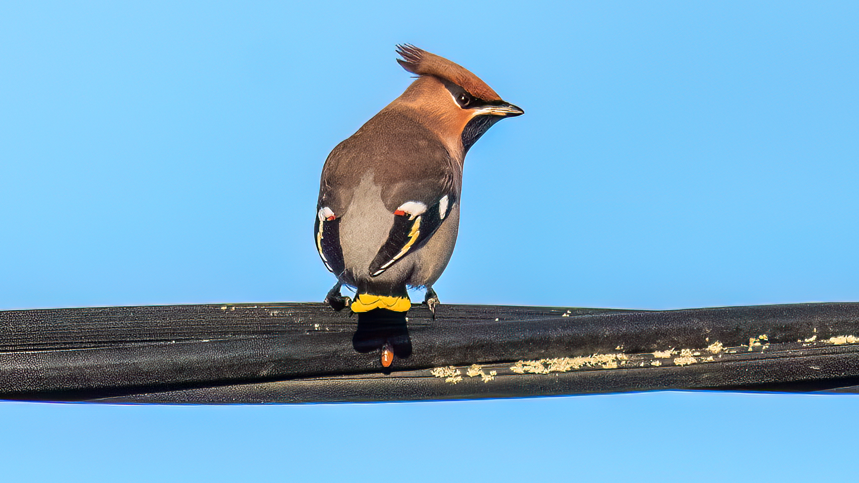 Waxwing - 11-11-2023