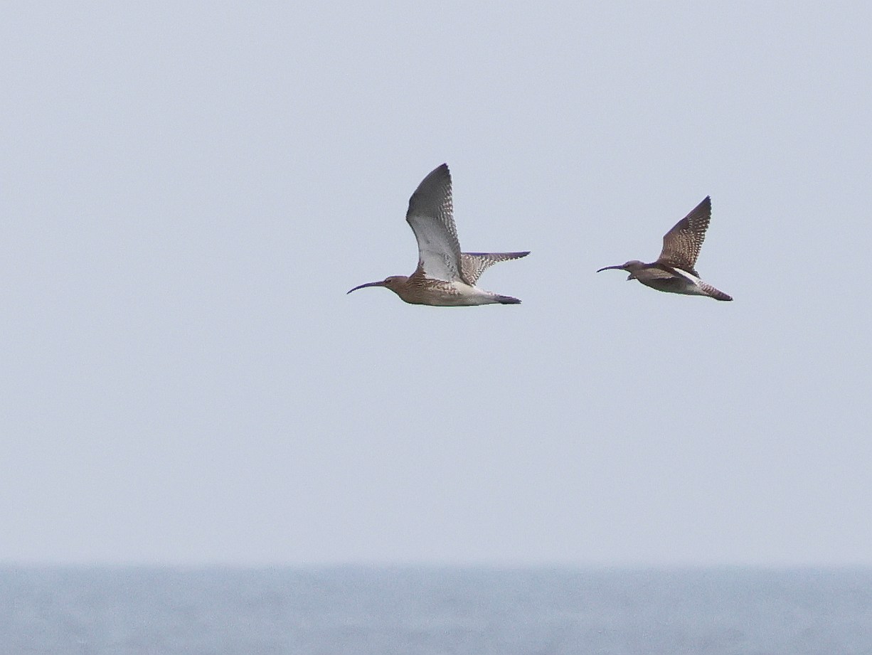 Whimbrel - 26-08-2025
