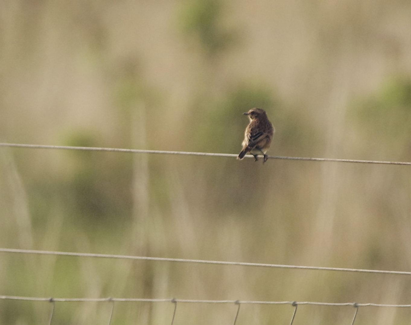Whinchat - 13-09-2022