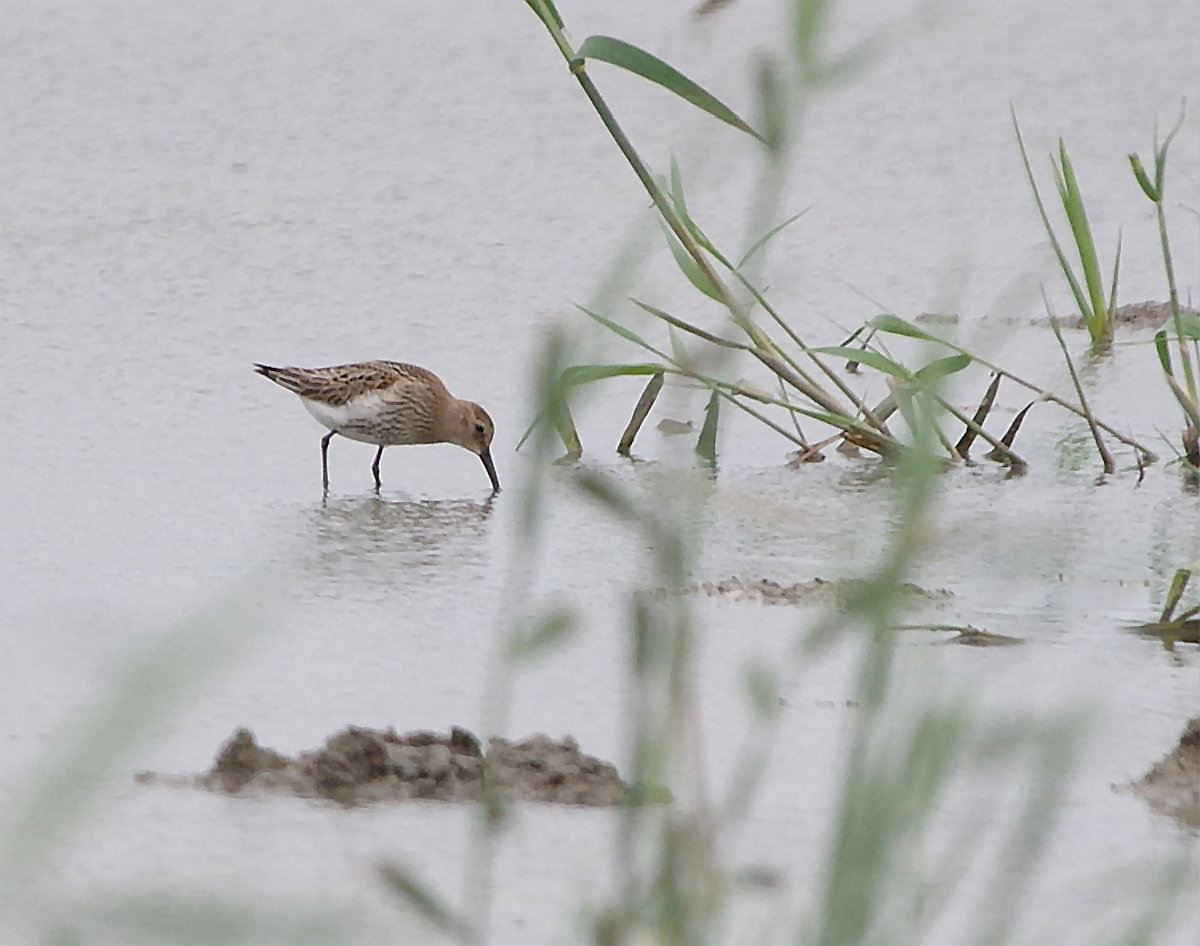 Wood Sandpiper - 01-08-2023