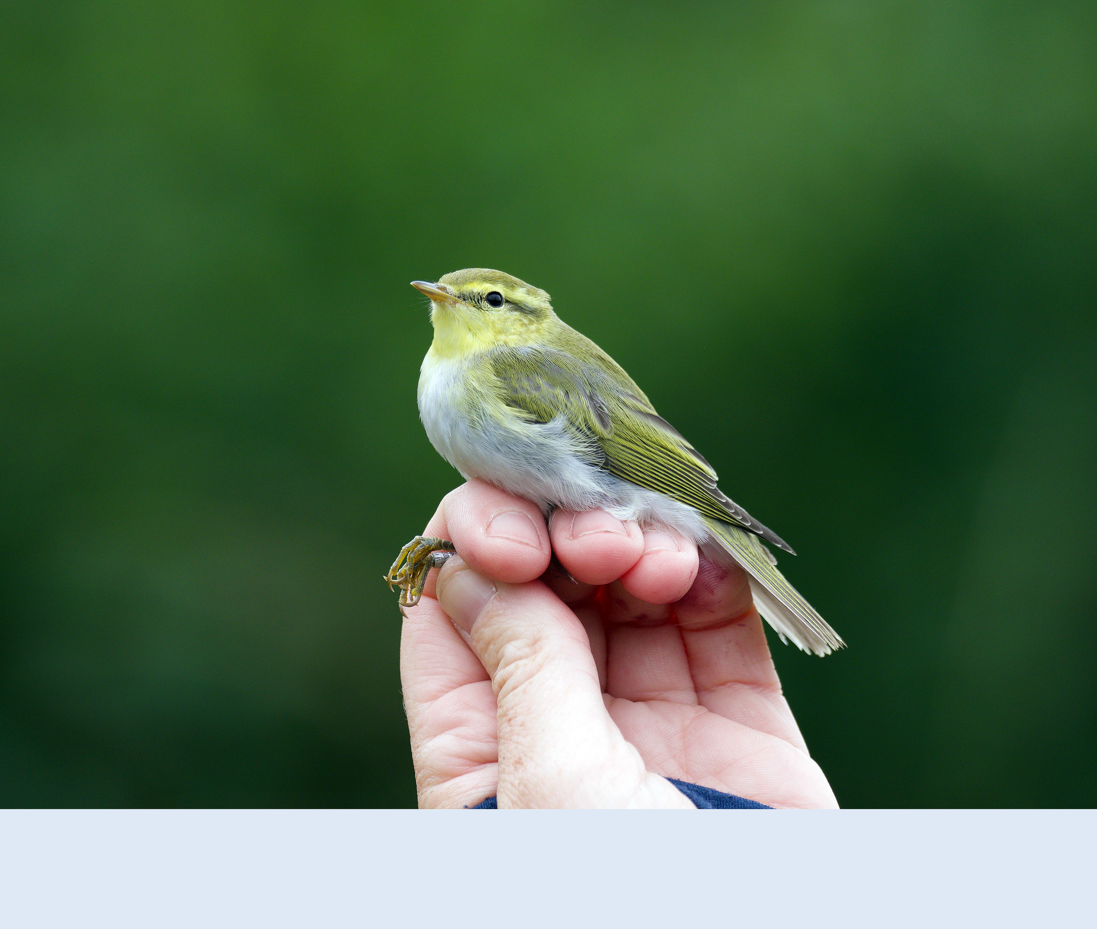 Wood Warbler - 29-08-2021