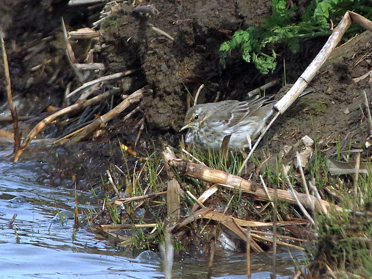 Water Pipit - 14-03-2023